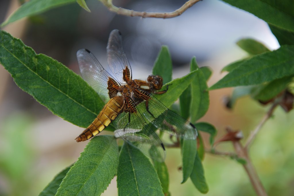 Oldenburg/Oldb., 28.05.2008, Plattbauch (Libellula depressa)  