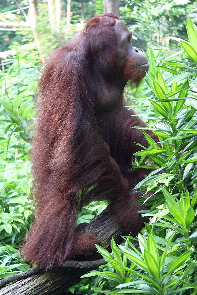 Orang Utan im Singapore Zoo am 11.Mai 2010.