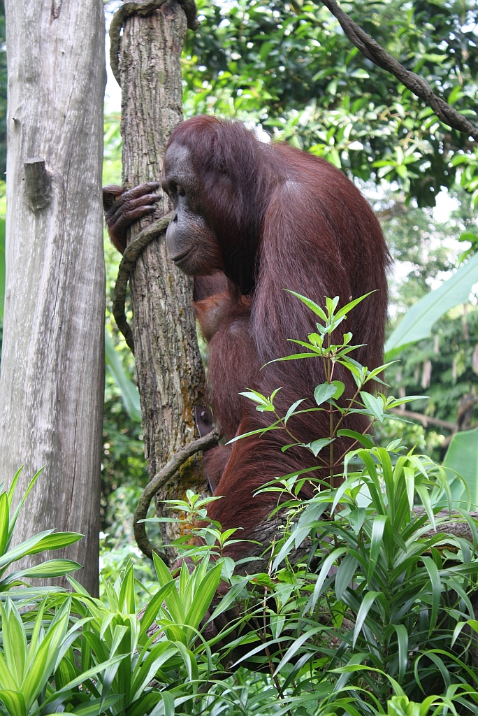 Orang Utans im Singapore Zoo am 11.Mai 2010.