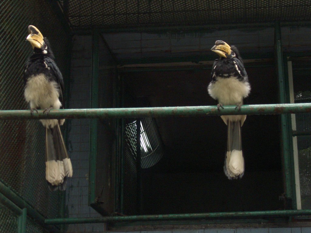 Orientalisch gescheckter Hornvogel (Anthracoceros albirostris) oder was auch immer der deutsche Name ist, lebt in Sdostasien. Aufgenommen im Juni 2006 im Zoo von Shanghai.