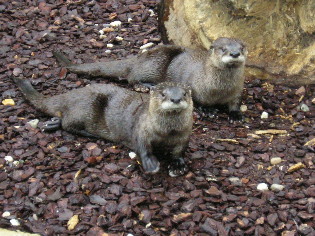Otter im zoo kln