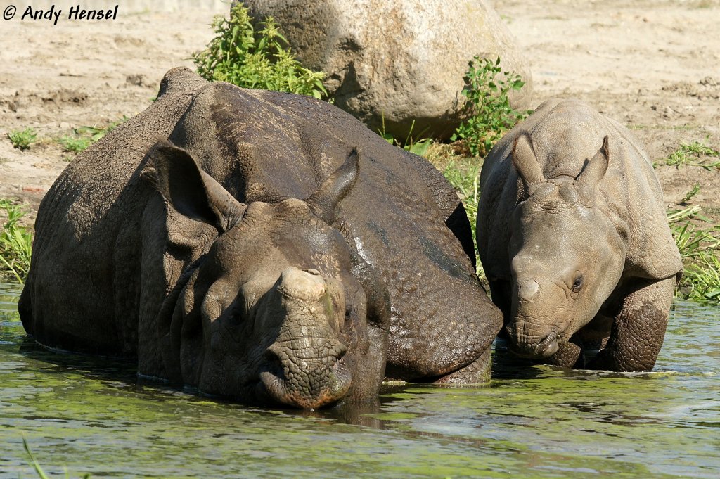 Panzernashorn mit Junges  