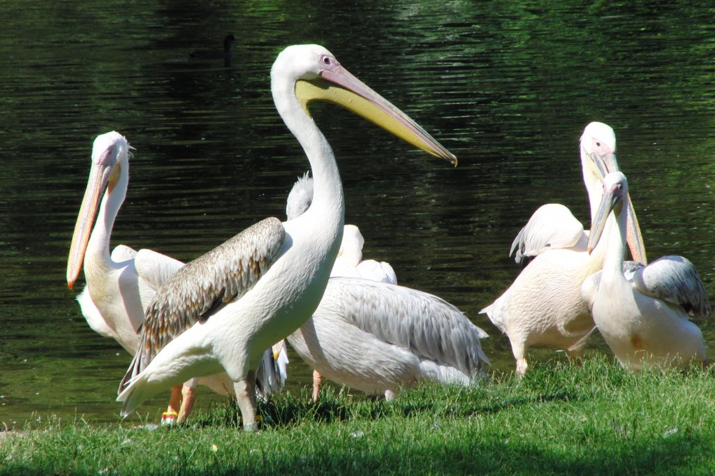 Pelikangruppe im Nrnberger Tiergarten, aufgenommen am 27.7.2011
