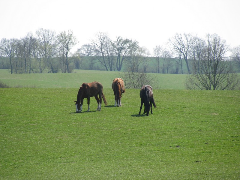 pferde auf einer saftigen Weide
