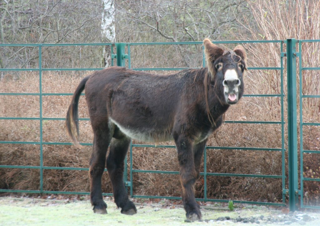 Poitou-Esel (Equus africanus f. asinus) streckt mir die Zunge entgegen. Tierpark Berlin am 13.12.2009.