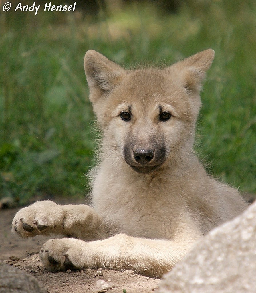 Polarwolfwelpe   