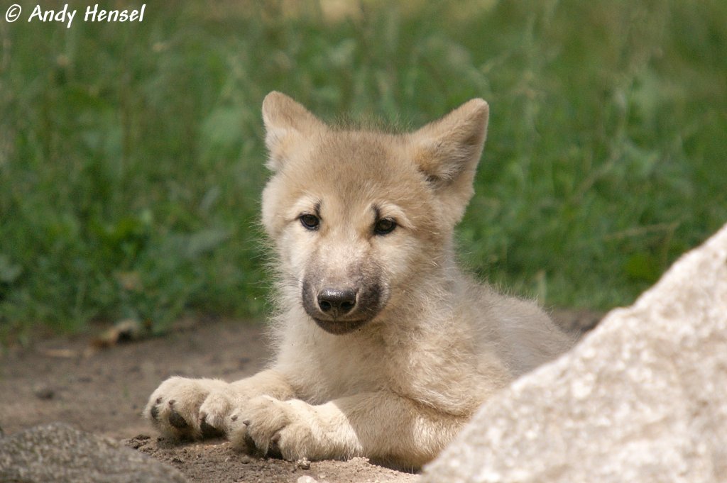 Polarwolfwelpe   