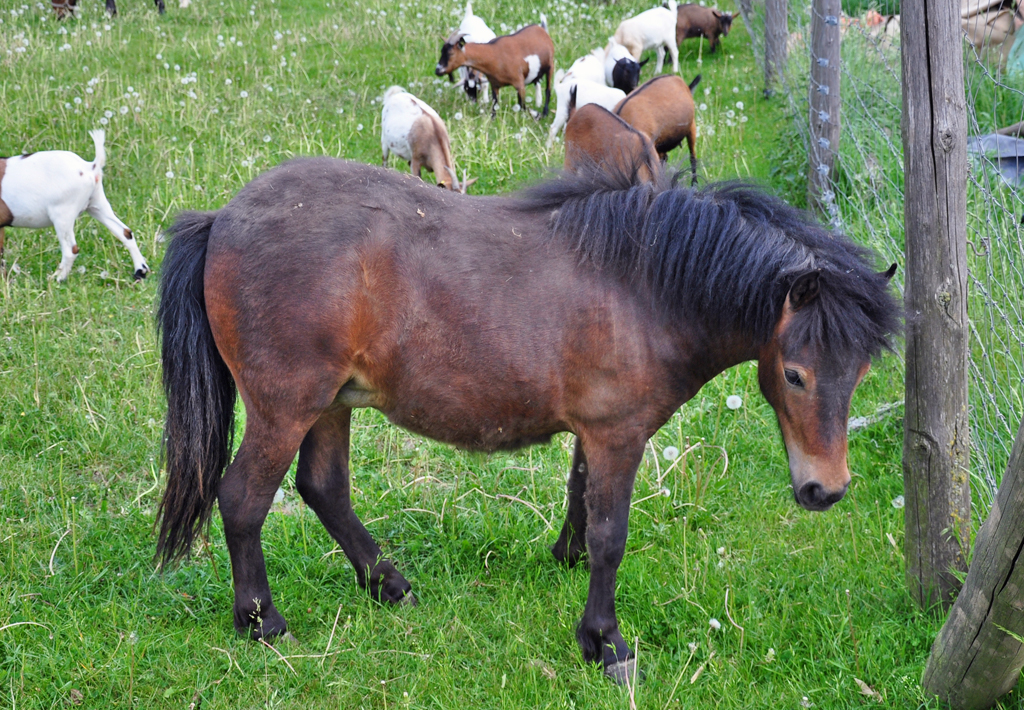 Pony und Ziegen auf einer Bauernhof-Weide in Euskirchen - 11.05.2011