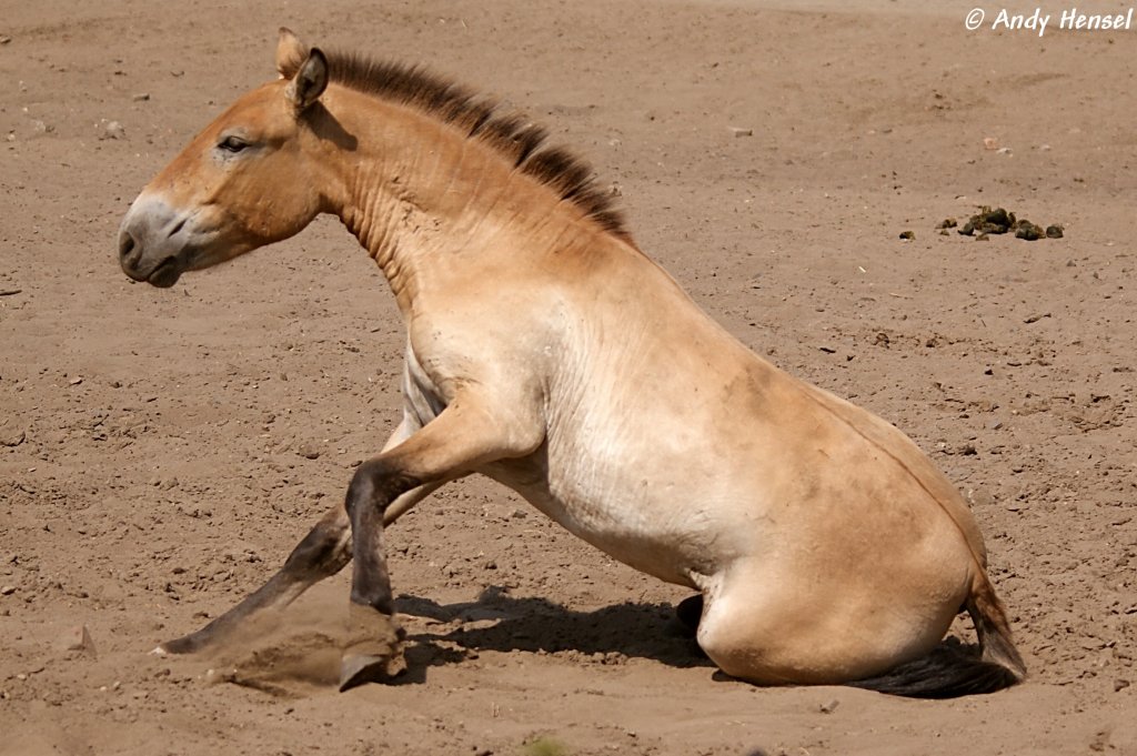 Przewalski-Pferd   