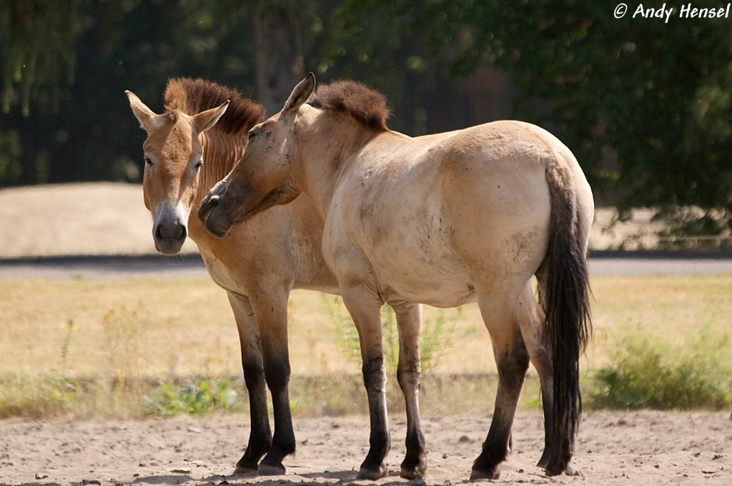 Przewalski-Pferde   