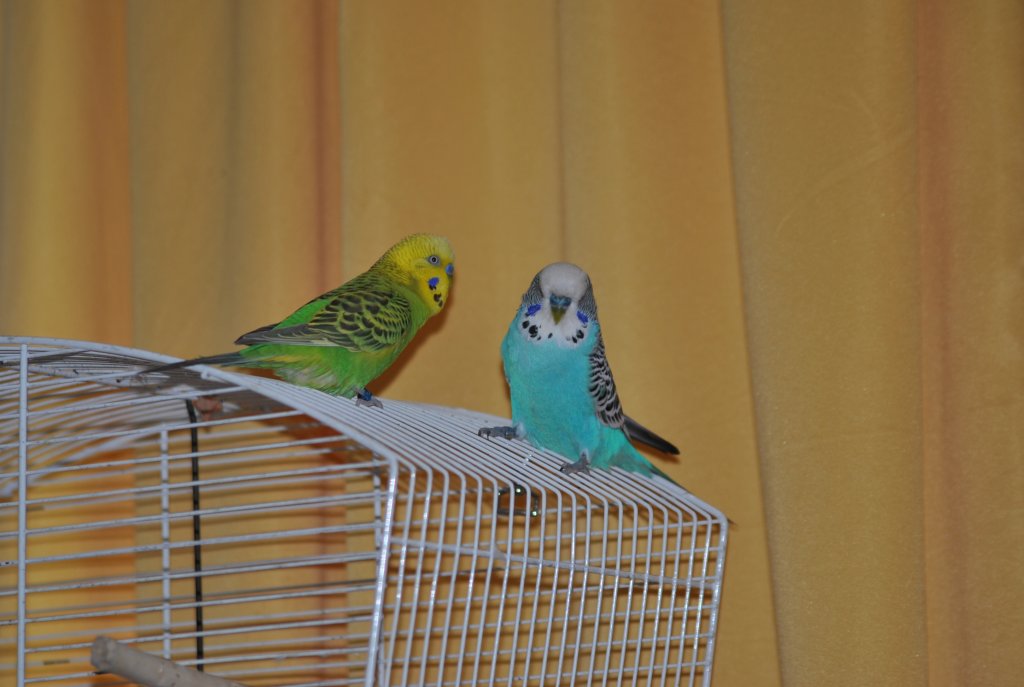 Pucki und Hansi freunden sich langsam an. Foto vom 21.Mrz 2011