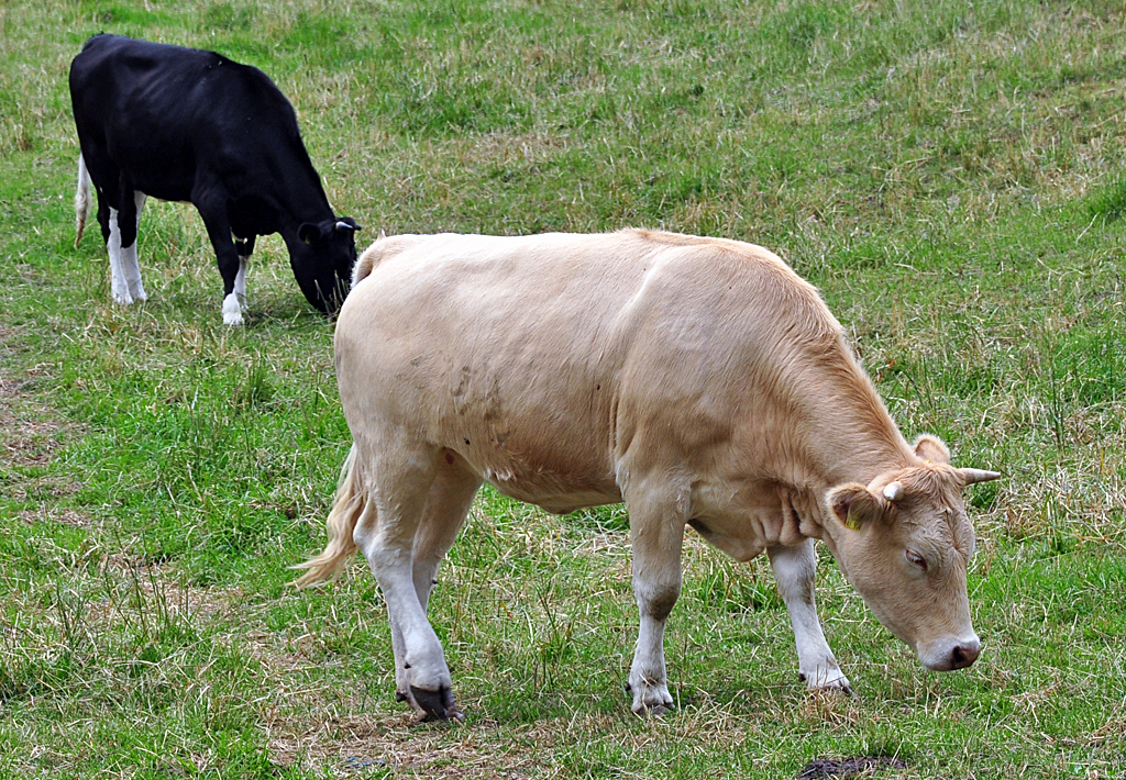 Rinder auf der Weide bei der Steinbachtalsperre - 10.06.2012