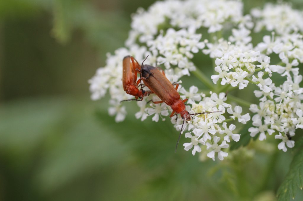 Roter Weichk�fer (Rhagonycha fulva) am 23.6.2010 bei Kleinheringen. 