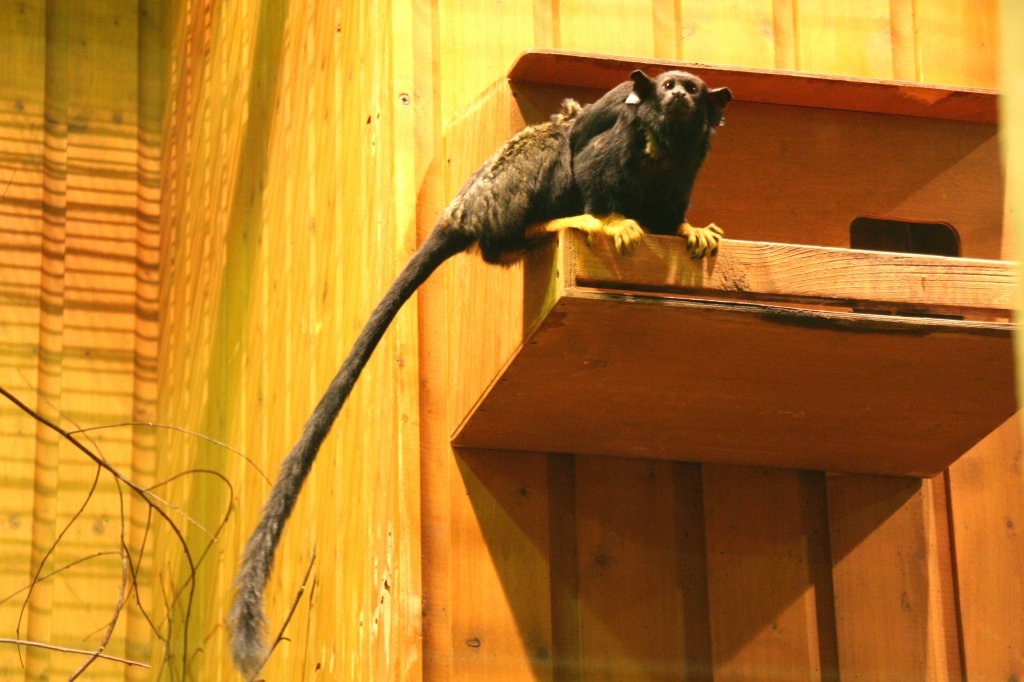 Rothandtamarin (Saguinus midas) am 9.1.2010 im Tierpark Berlin.