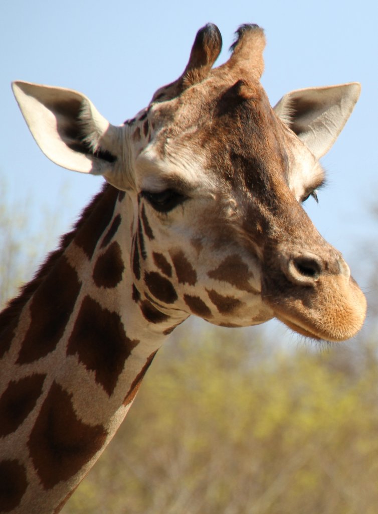 Rothschildgiraffe (Giraffa camelopardalis rothschildi) im Tirtpark Berlin.