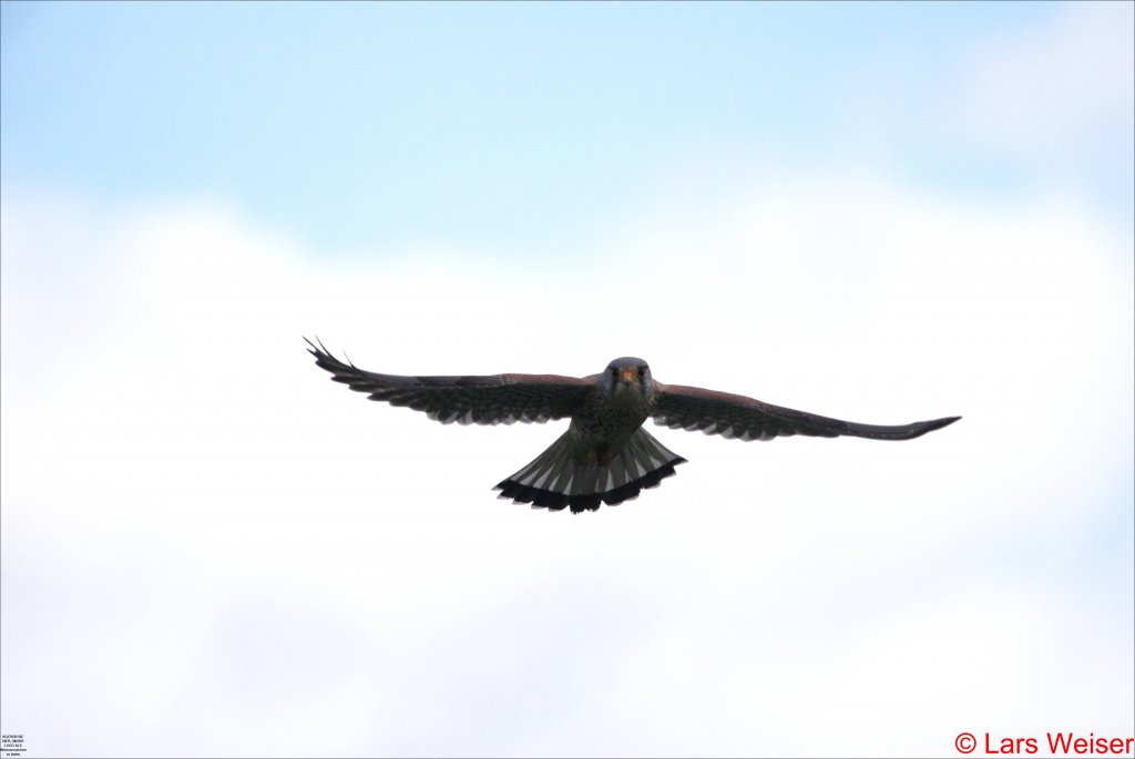 R�telfalke bei der Mausjagd  