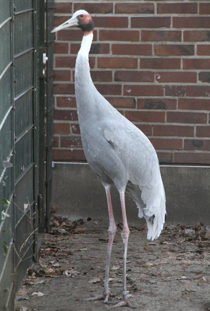 Saruskranich (Grus antigone) am 11.3.2010 im Zoo Berlin.