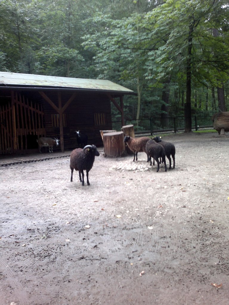 Schafe am 9.8.2011 im Tierpark Gera.