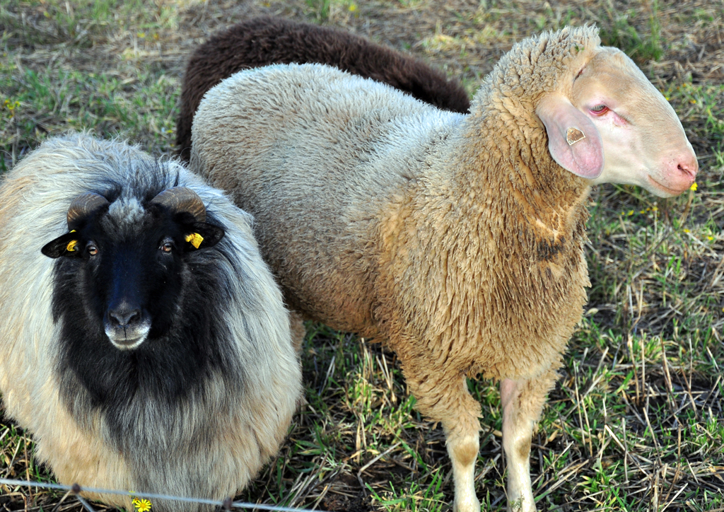 Schafe auf einer Weide in Eu-Arloff - 19.11.2012