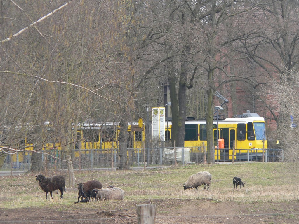 Schafherde mit Straenbahnanschluss. In Berlin Friedrichsfelde (Straenbahnhaltestelle Evangelisches Krankenhaus KEH) weiden Schafe, derzeit sind auch viele Jungtiere zu beobachten. April 2010