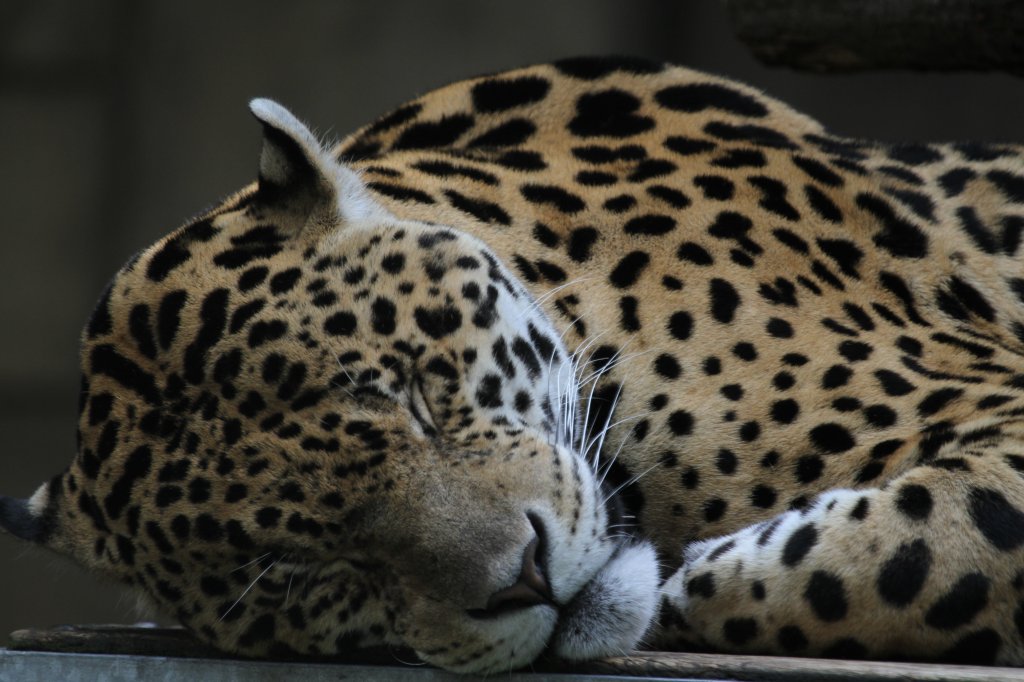 Schlafender Jaguar (Panthera onca) am 13.9.2010 im Toronto Zoo.