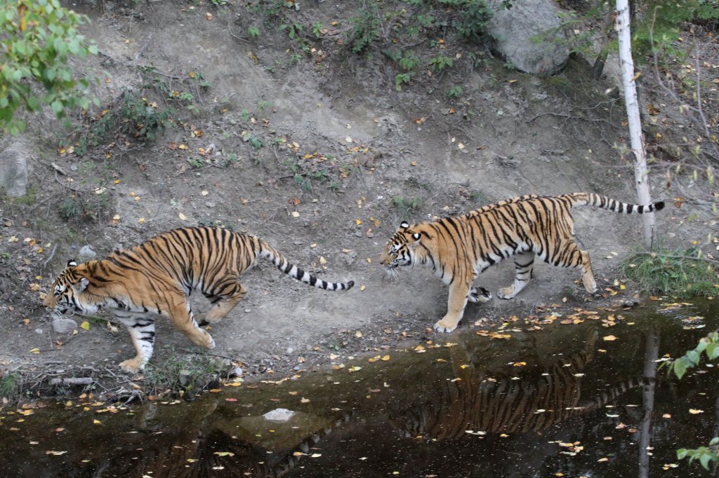 Schnell! Die Futterstelle wird gewechselt. Sibirischer Tiger am 18.9.2010 im Zoo Sauvage de Saint-Flicien,QC.