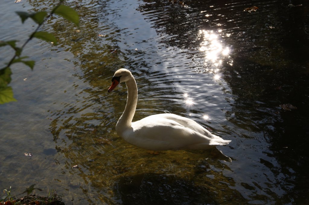 Schwan in M�nchen.(11.10.10)  