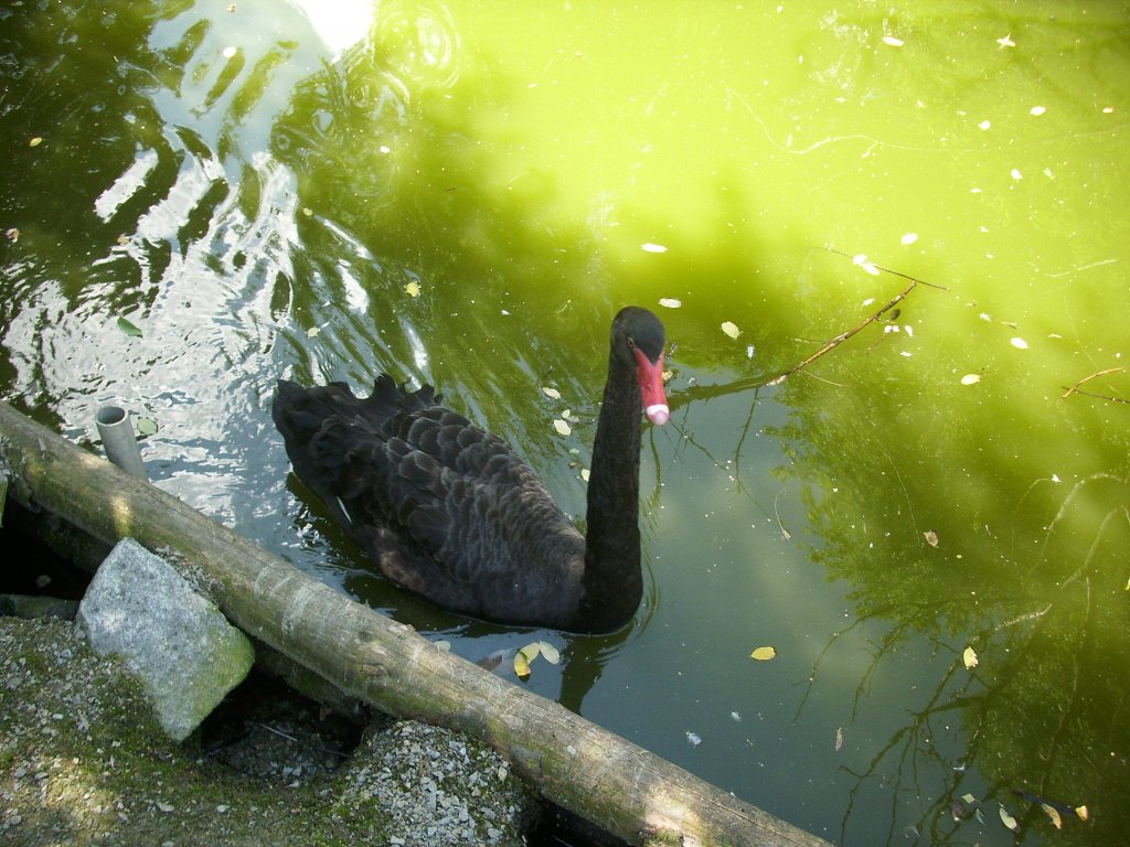 Schwanenkopf. 06.08.2012 (Hans) - Tier-fotos.eu