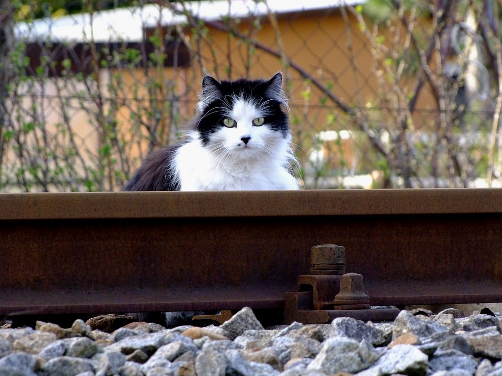 Schwarz-Weisse Katze wartet im Gleis auf den nchsten Zug; 120403