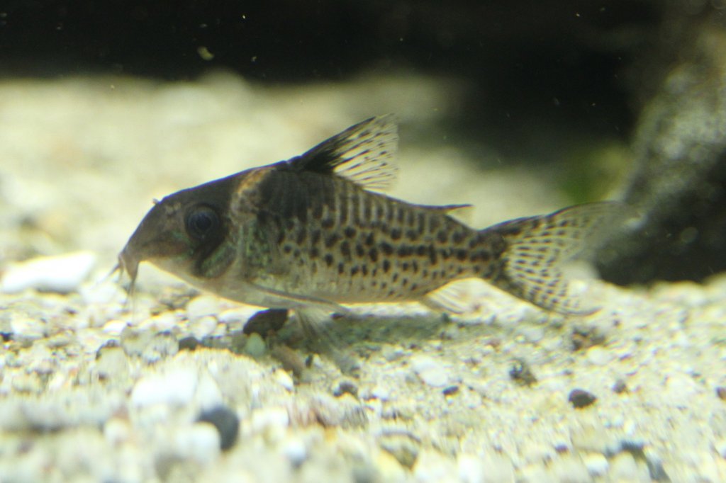 Schwarzbinden-Panzerwels (corydoras melanistius) am 26.6.2010 im Leipziger Zoo. 
