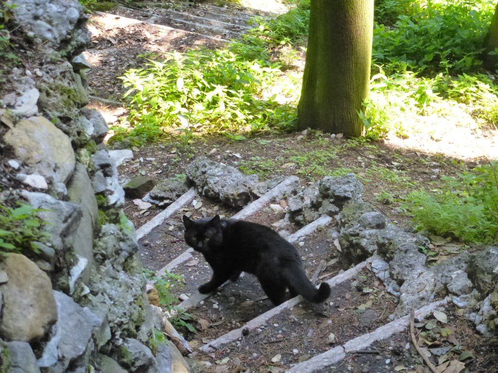 Schwarze Katze in Sirmione am 28.05.2013.