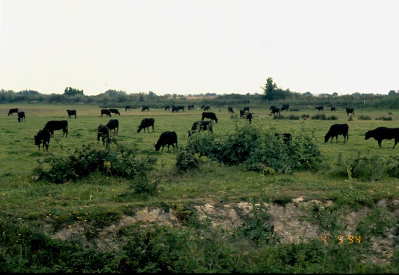  Schwarze Stiere der Camargue  am 04.05.1994 auf einer Weide in der Camargue in Sdfrankreich (dia gescannt)