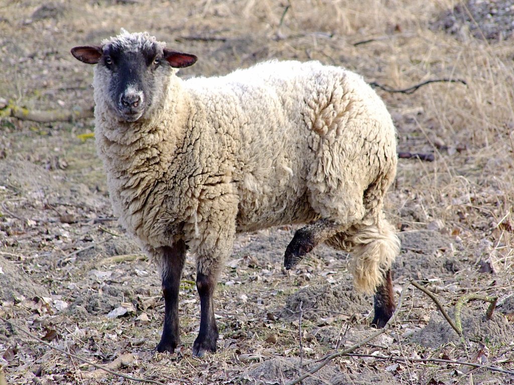 Schwarzkopfschaf bek�mpft seinen Juckreiz;120203  