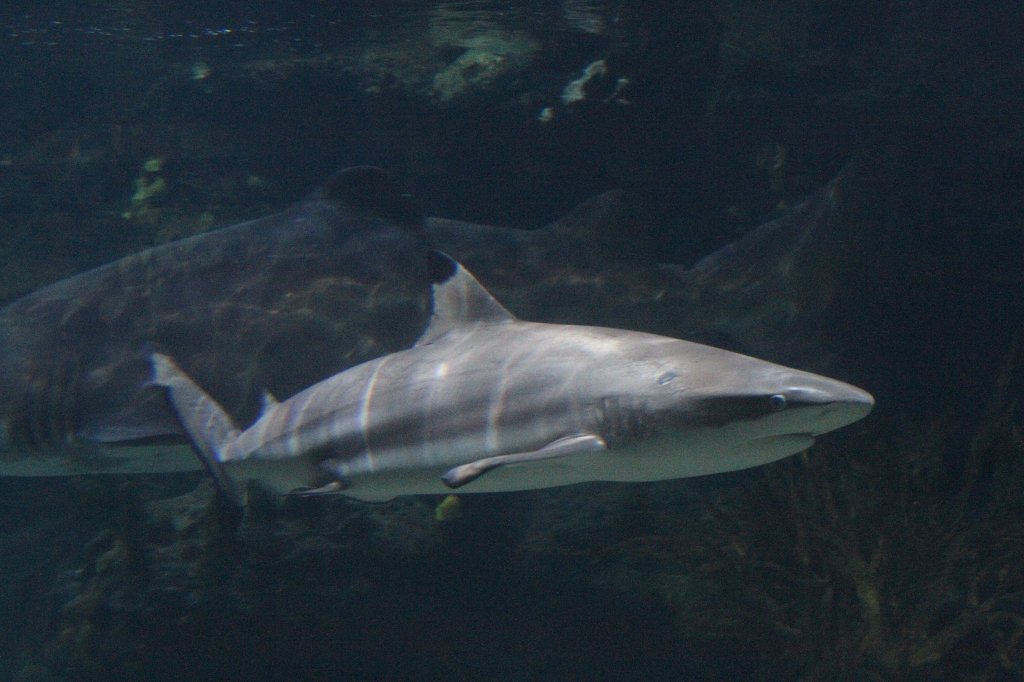 Schwarzspitzen-Riffhai (Carcharhinus melanopterus) am 12.3.2010 im Zooaquarium Berlin.