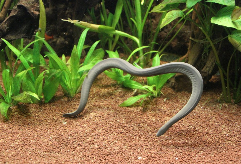 Schwimmwhle (Typhlonectes compressicauda) am 9.2.2010 im Vivarium Karlsruhe. Dieses Tier ist kein Aal, sondern gehrt zu den Amphibien. Eine weitere Besonderheit ist, dass das der Nachwuchs voll entwickelt und lebend geboren wird.