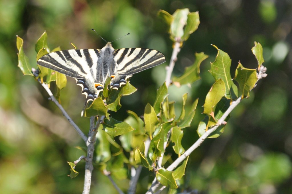 Segelfalter (Iphiclides podalirius) auf dem Cerro de S�o Miguel bei