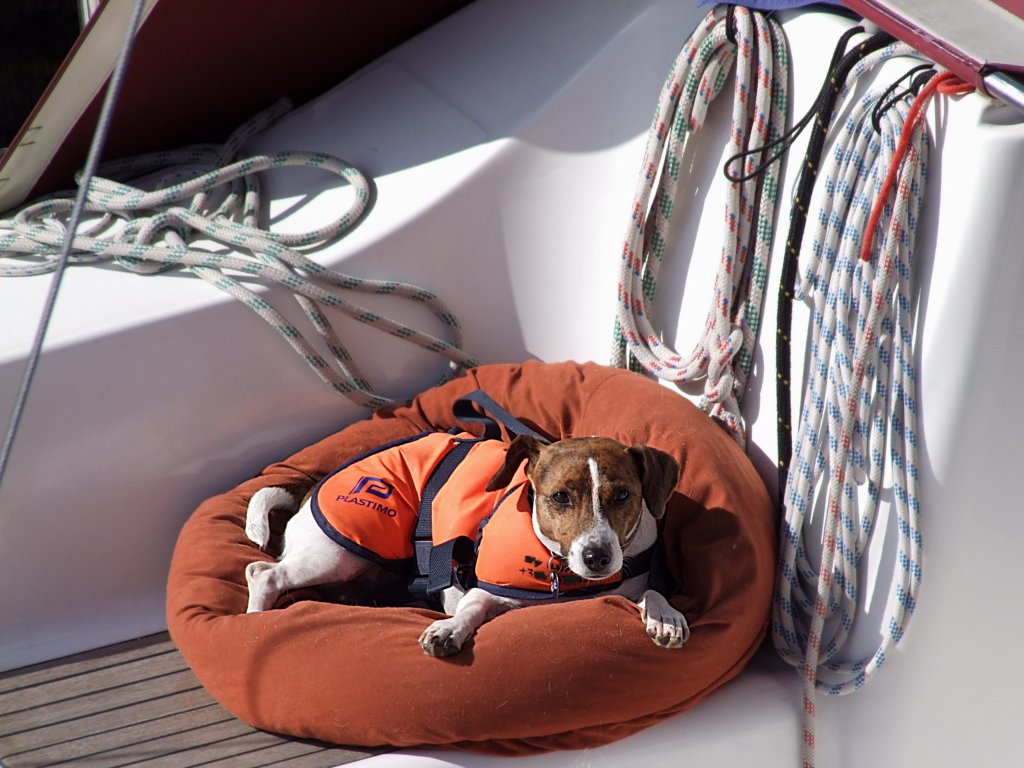  Segelschiffwachhund mit Schwimmweste;100901  