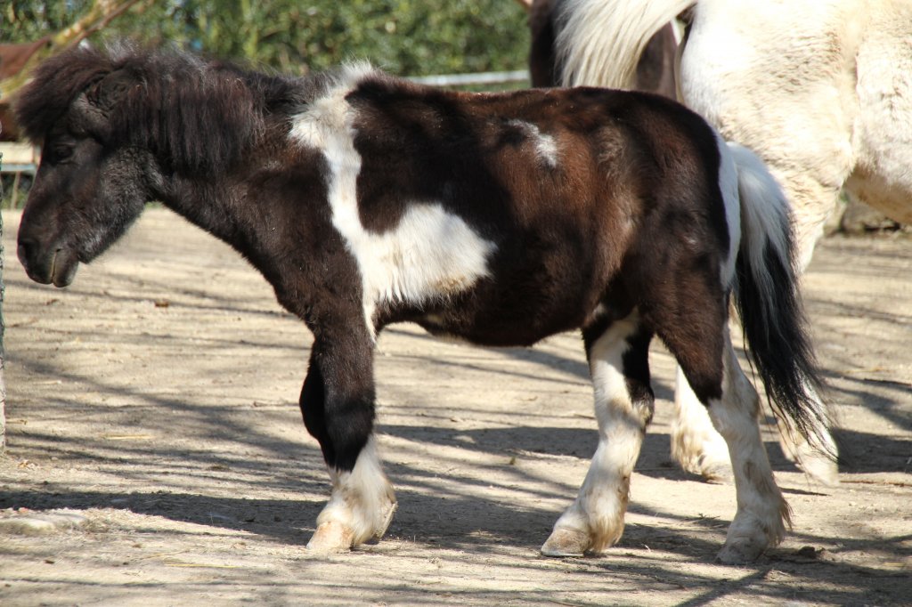 Shetland-Pony am 19.3.2010 im Zoo Basel.
