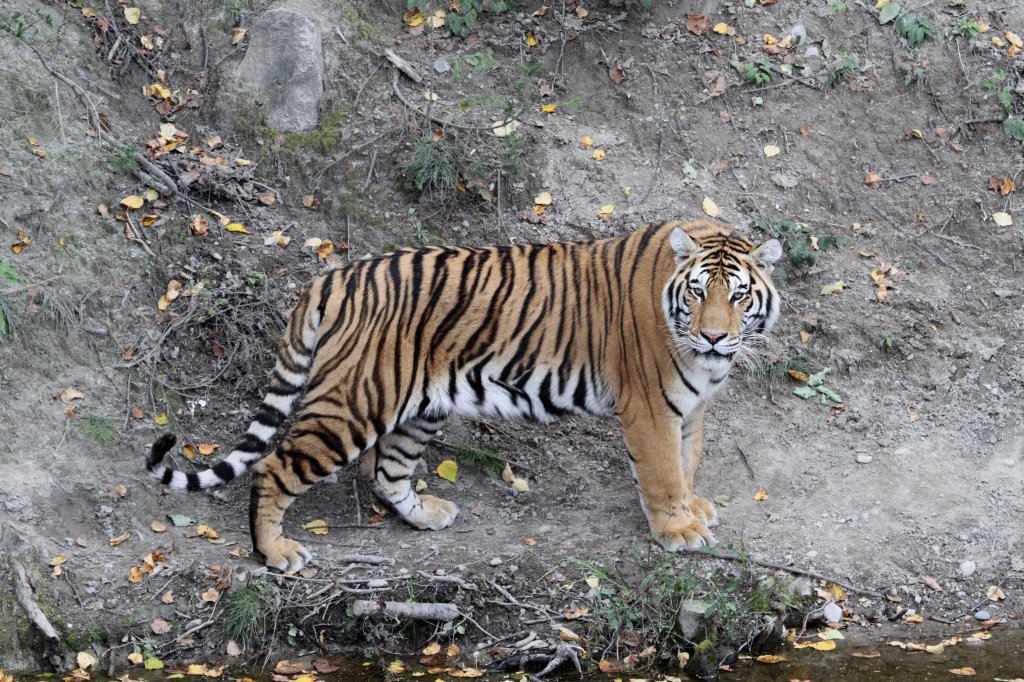 Sibirischer Tiger am 18.9.2010 im Zoo Sauvage de Saint-Flicien,QC.