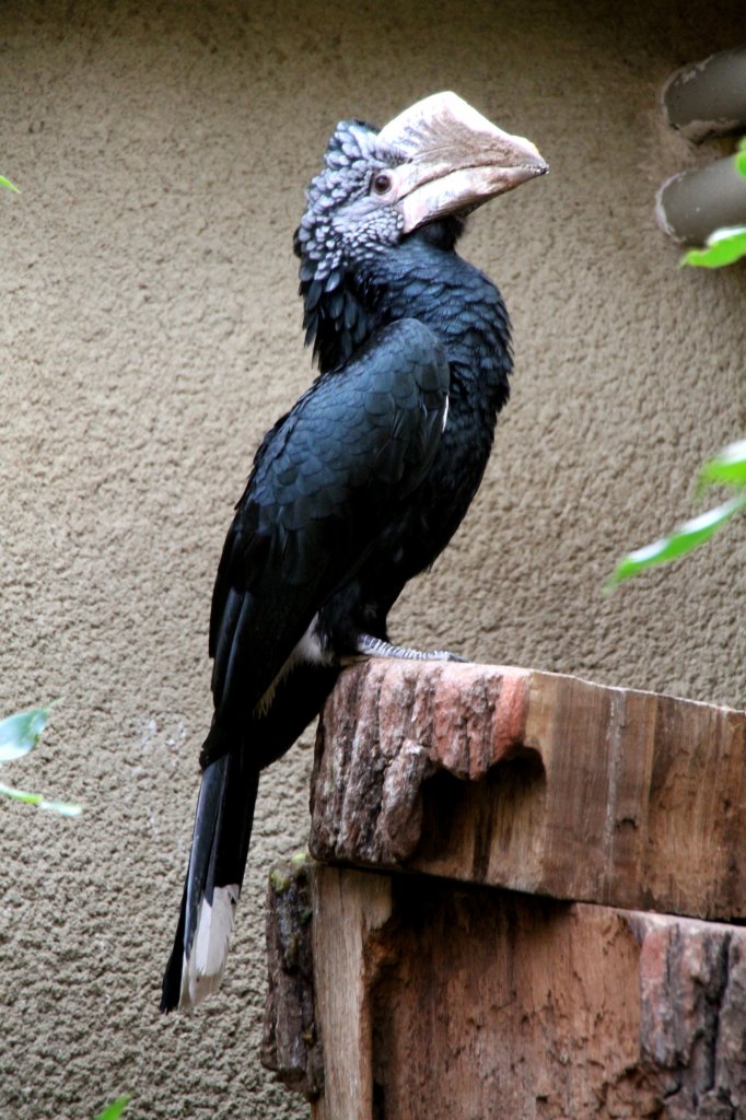 Silberwangenhornvogel (Bycanistes brevis) am 25.2.2010 im Zoo Berlin.