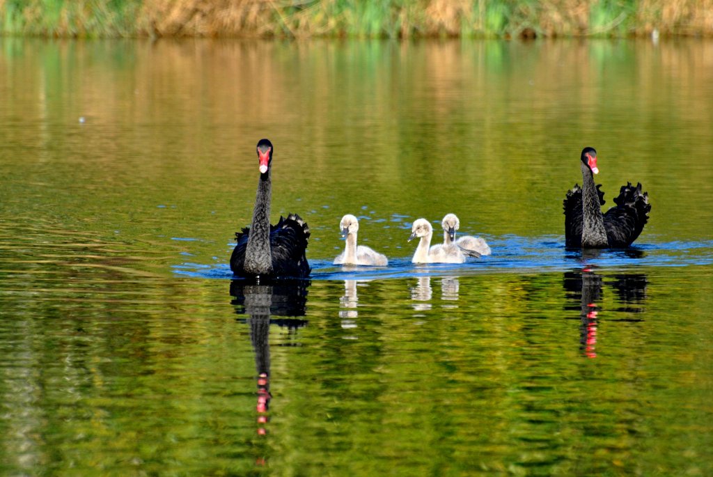 Sp�hter Nachwuchs, Schwarze Schw�ne im Wurmpark �bach - Palenberg, am