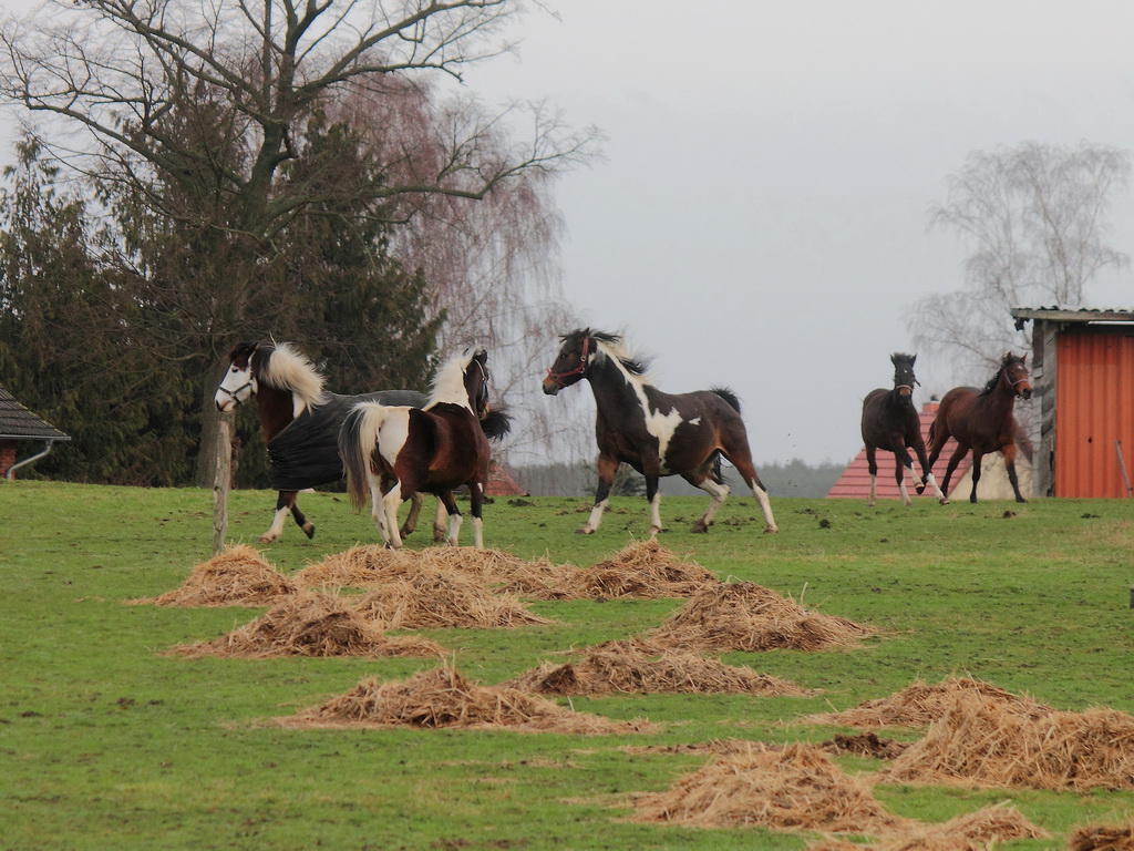 Spielende Pferde auf einer Koppel in Spornitz (Mecklenburg Vorpommern) am 03. Februar 2013.