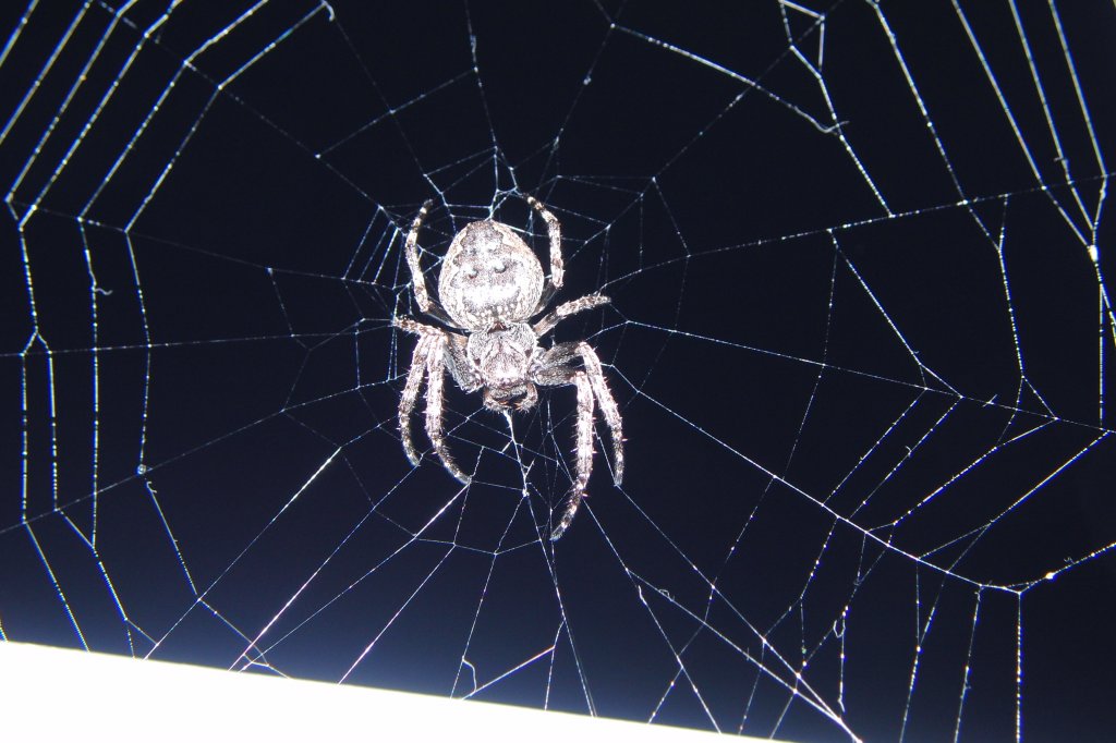 Spinne bei Nacht, genaue Gattung wei ich nicht. aufgenommen am 5.8.2011 bei mir Zuhause