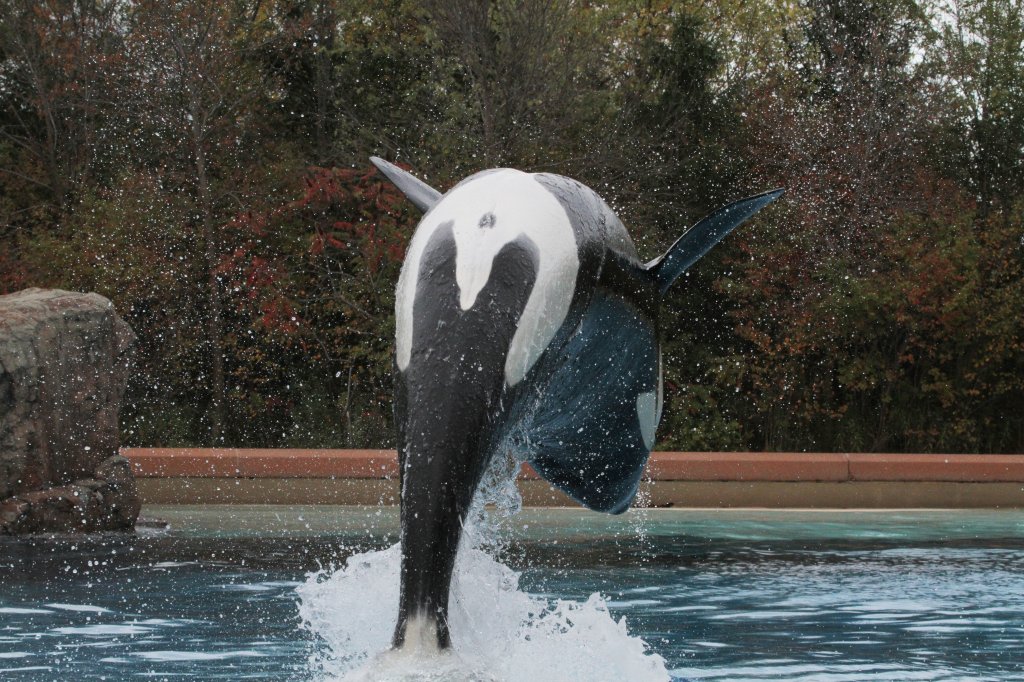 Springender Orca (Orcinus orca) am 3.10.2010 im Marineland in Niagara Falls,ON.