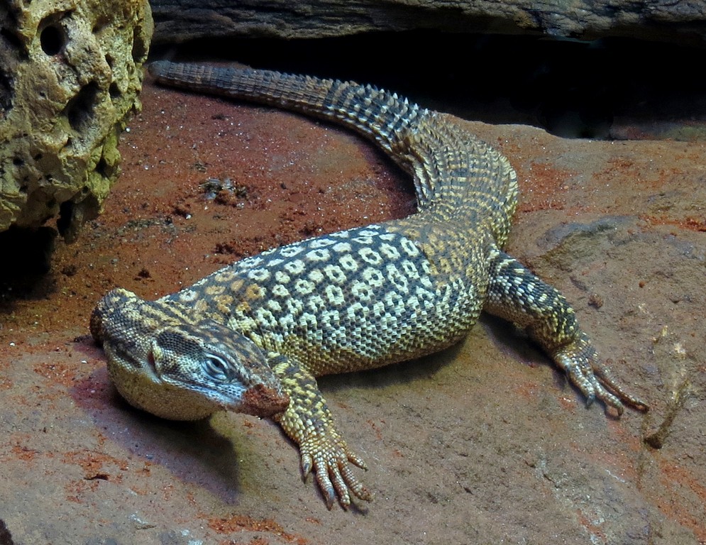 Stachelschwanzwaran Tierfotos.eu