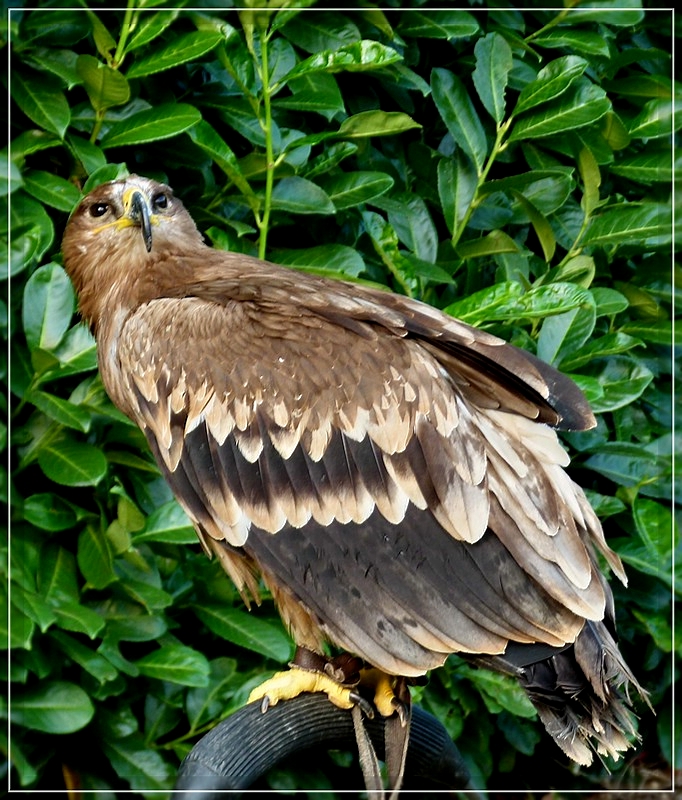 Steppenadler (Aquila nipalensis). 03.09.2011