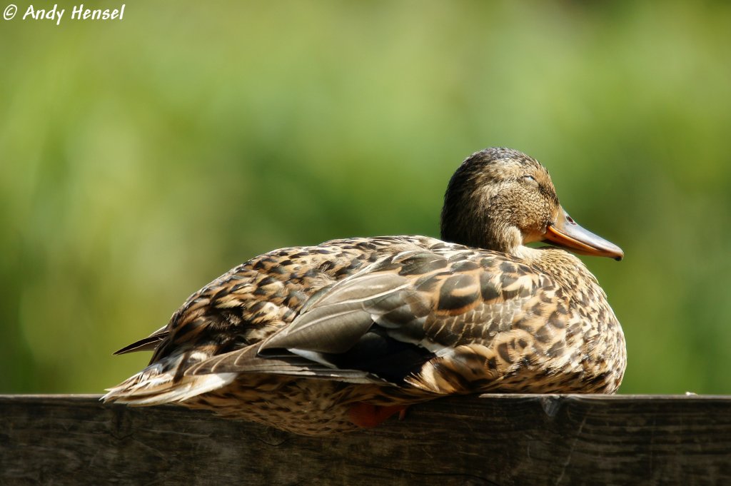 Stockente   