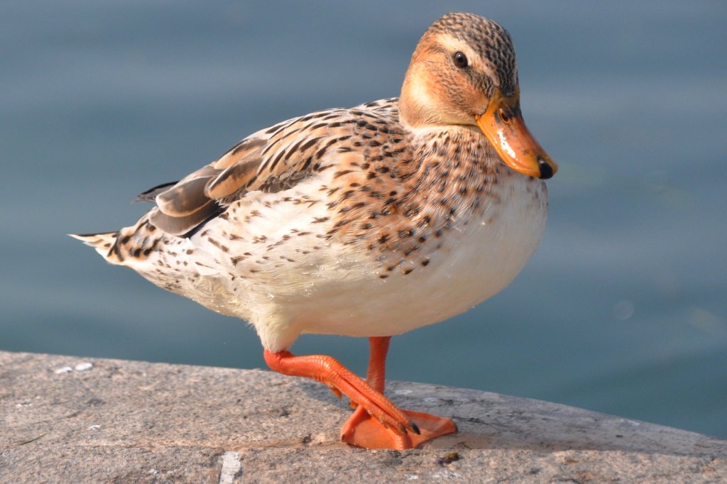 Stockente mit anderer Fiederung in Lazise/Gardasee, 06.10.2011 