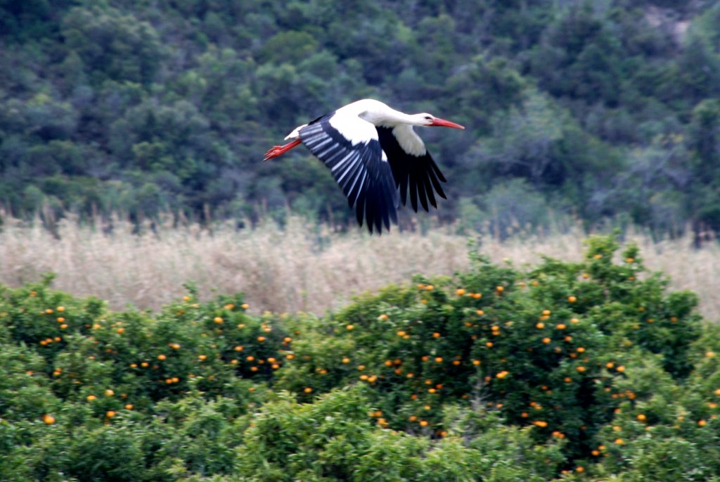 Storch am Rio Gilo (TAVIRA, Distrikt Faro/Portugal, 09.02.2010)