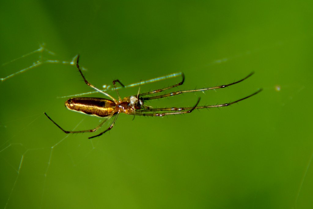 Streckerspinne   